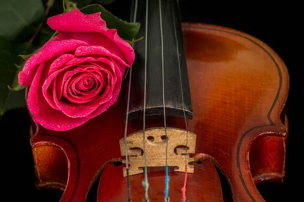 Partition violon et rose . — Photo