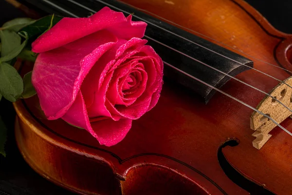 Spartiti per violino e rosa — Foto Stock
