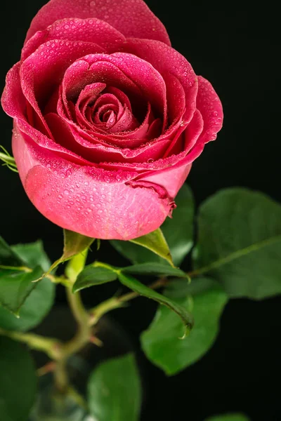 Red rose flower with dew in black background. — Stock Photo, Image