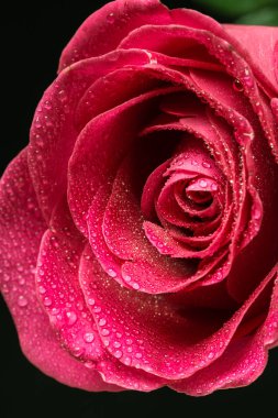 Çiğ damlaları ile portre tek kırmızı gül