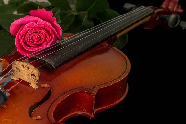 Nuty skrzypce i róża. — Zdjęcie stockowe