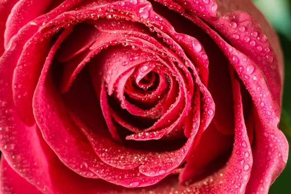 Closeup single red rose with drops of dew. — Stock Photo, Image
