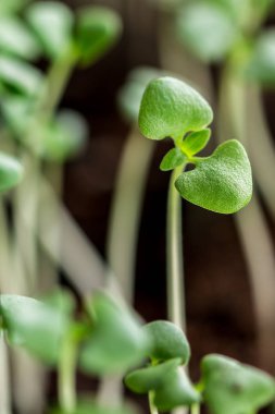 Fidan yeşil sürgünler topraktan ortaya