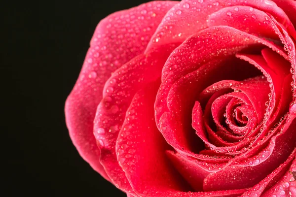 Closeup single red rose with drops of dew — Stock Photo, Image