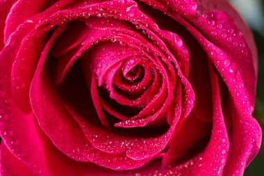 Çiğ damlaları ile portre tek kırmızı gül