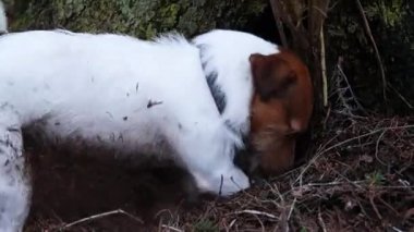 Köpek toprak kazma
