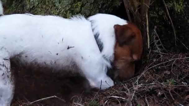 O cão está cavando a terra — Vídeo de Stock