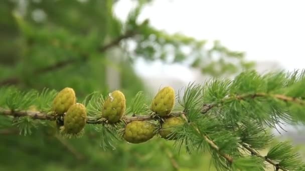 Красивые лиственницы и ветви — стоковое видео