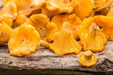  mantar chanterelles ahşap bir masa üzerinde