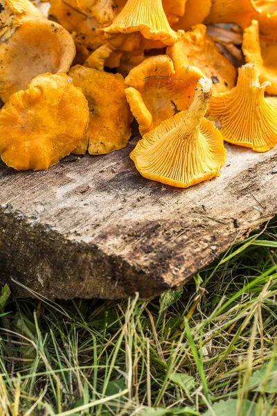  ahşap zemin üzerine chanterelles mantar.