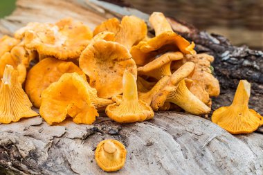 ahşap zemin üzerine chanterelles mantar