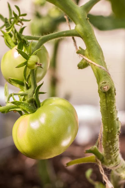 Tomatenpflanzen im Gewächshaus grüne Tomatenplantage — Stockfoto