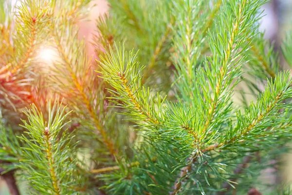 Hintergrund aus grünen Tannenzweigen. — Stockfoto