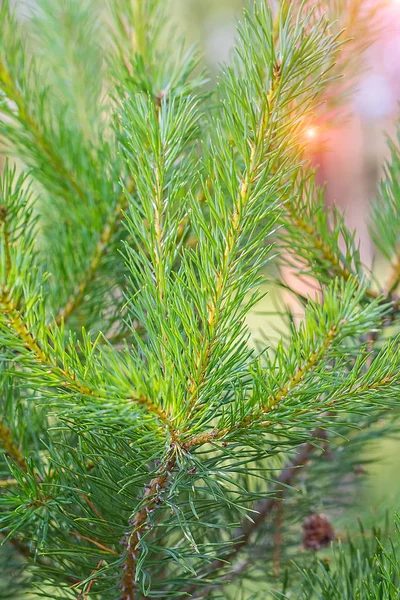 Hintergrund aus grünen Tannenzweigen — Stockfoto