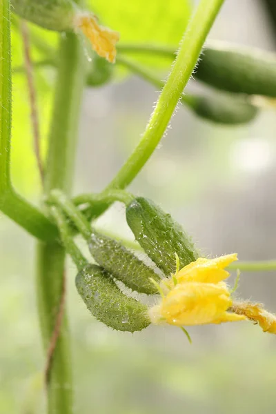 Gurken wachsen im Garten. Gurkenpflanze — Stockfoto