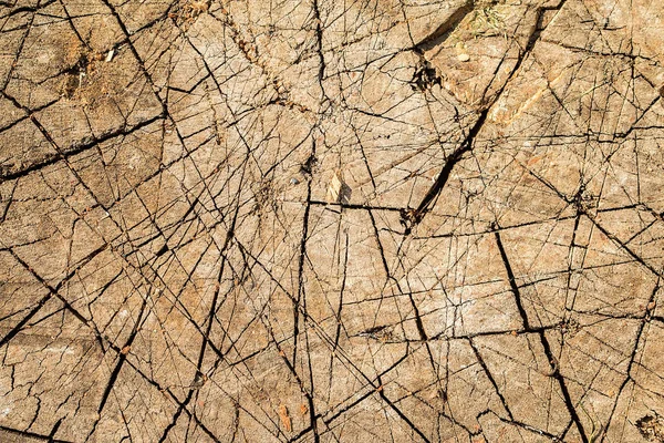 Texturu dřeva řezané kmen, closeup — Stock fotografie