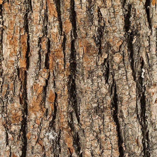 Patrón de fondo de textura de árbol de madera vieja — Foto de Stock