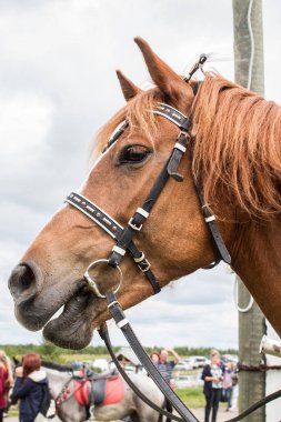 Yaz aylarında bir çiftlikte at portresi