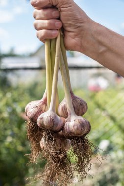 genç bir sarımsak sadece koparıp