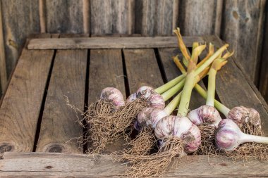 Rustik masada sarımsak karanfil