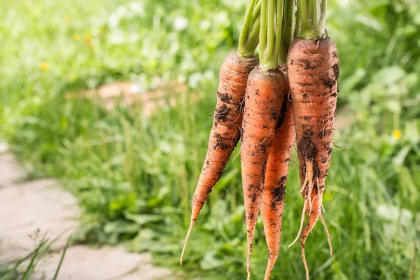 Bunch of carrots with green soft background