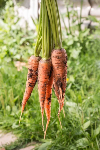 Bunch of carrots with green soft background.