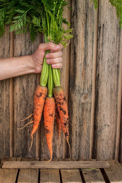 Elinde taze havuç demet 