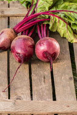 Genç, taze pancar başında eski ahşap arka plan ile