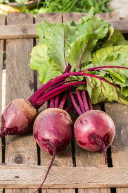 Genç, taze pancar başında eski ahşap arka plan ile.