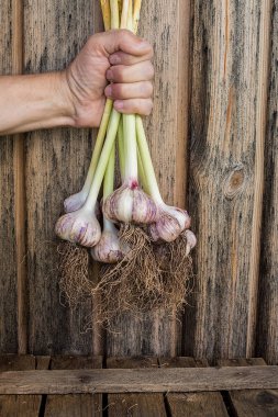 Çiftçi tutarak taze sarımsak. Sebze hasat