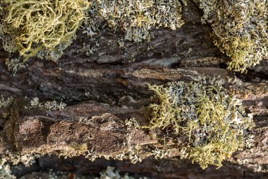 Yosun ve yosun dokusuyla güzel ağaç kabuğu.