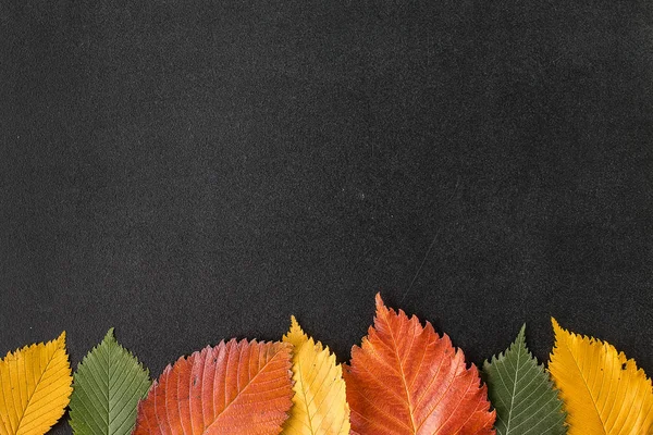 Folhas de outono em um quadro-negro — Fotografia de Stock