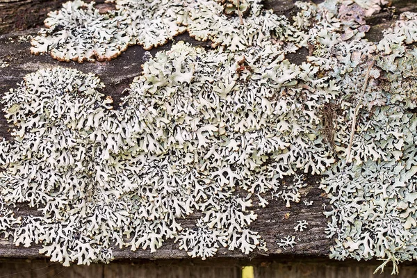 Moss ile büyümüş eski ahşap arka plan