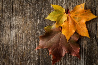 Bir ahşap yüzeye renkli sonbahar akçaağaç yaprakları