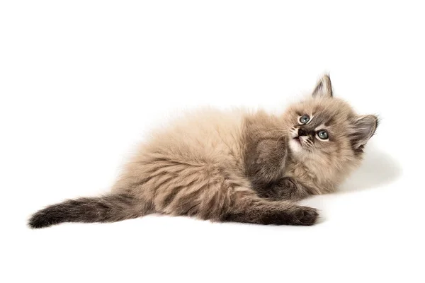 Funny little kitten  on white background — Stock Photo, Image