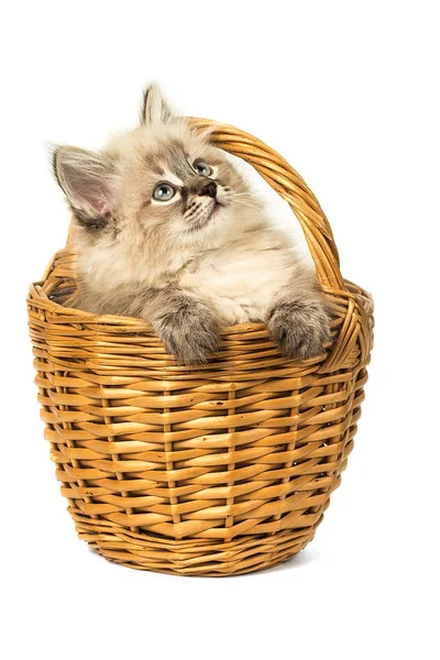 Cute little kitten in wicker basket on white background — Stock Photo, Image