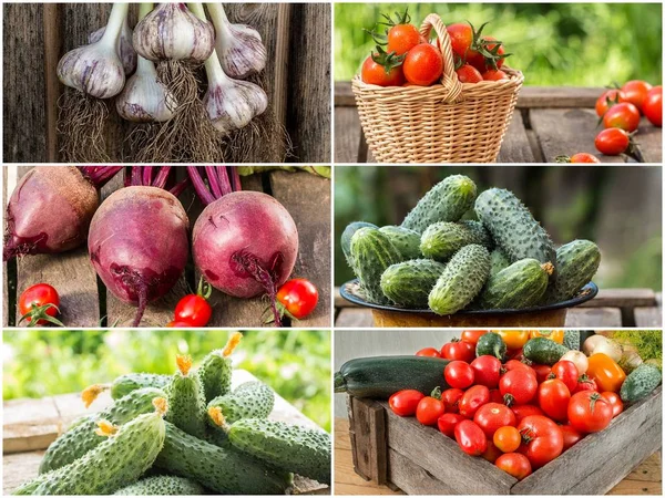 Foto de colorida mezcla de verduras. Concepto alimenticio — Foto de Stock