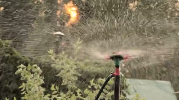 Detailní záběr vodu sprinkler zavlažování sprej — Stock video