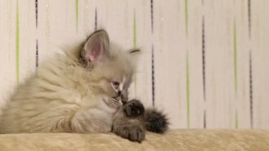 kanepede yatan küçük şirin kedi yavrusu