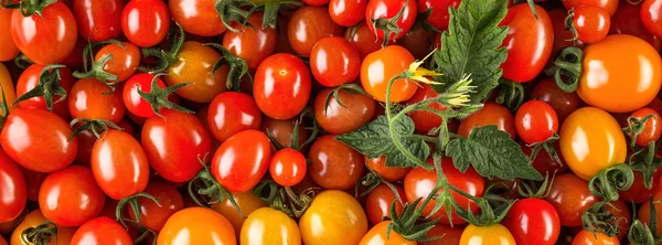 Свежие органические помидоры черри в качестве фона. Длинное широкое знамя — стоковое фото