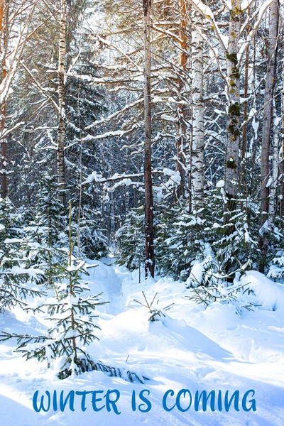 WINTER IS COMING handwritten inscription. Winter landscape