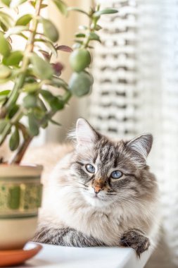 Kedi çiçeğin yanındaki pencere pervazında yatıyor.