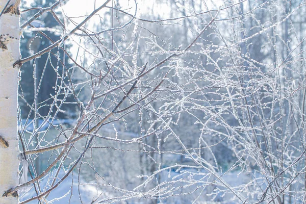 Hoar frost pokrycie gołe gałęzie drzewa w słoneczny zimowy dzień. — Zdjęcie stockowe
