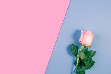 Pastel pembe ve mavi arka planda pembe güller. Doğum günü, anneler, sevgililer günü, kadınlar, düğün günü konsepti. Bahar mevsimi. Minimum Tatil Kompozisyonu. Boşluğu Kopyala