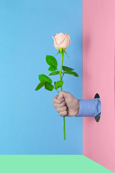 Man holding a pink rose in hand on a colored background. Love concept idea texture background. Creative Valentine\'s day, Women\'s day or Birthday concept festive background.