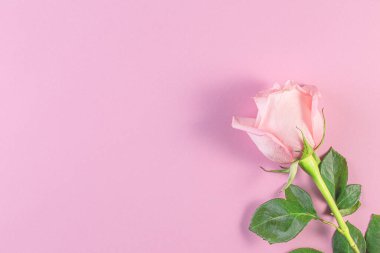 Pastel pembe arka planda pembe güller. Doğum günü, anneler, sevgililer günü, kadınlar, düğün günü konsepti. Bahar mevsimi. Minimum Tatil Kompozisyonu. Boşluğu Kopyala