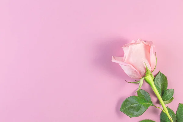 Rosas Cor Rosa Fundo Rosa Pastel Aniversário Mãe Valentim Mulheres — Fotografia de Stock