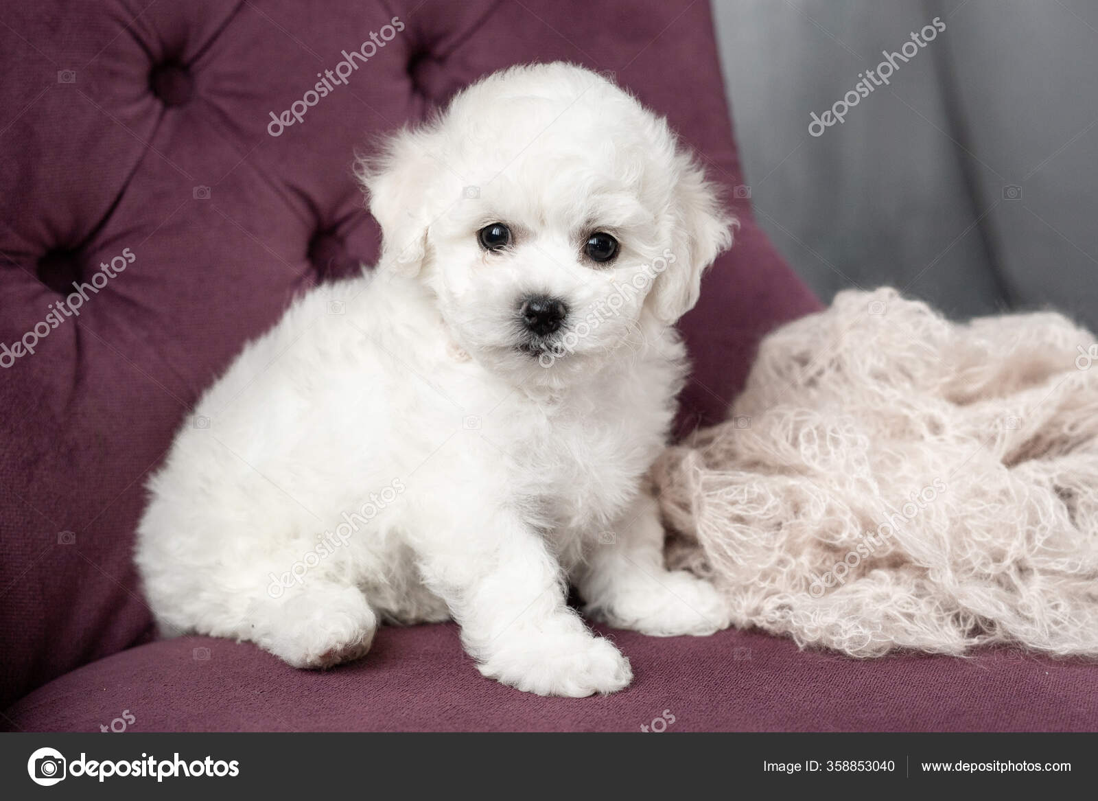 Bichon frise small white dog sale