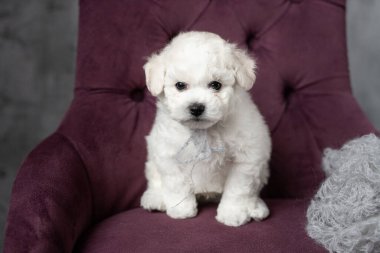 Küçük beyaz köpek yavrusu Bichon Frize sandalyede oturuyor. Yukarı bakıyorum. Boşluğu kopyala
