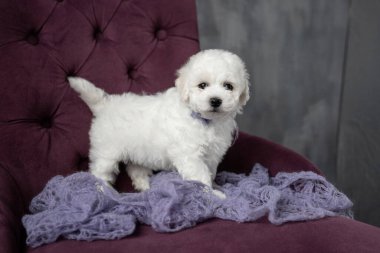 Küçük beyaz köpek yavrusu Bichon Frize sandalyede oturuyor. Yukarı bakıyorum. Boşluğu kopyala